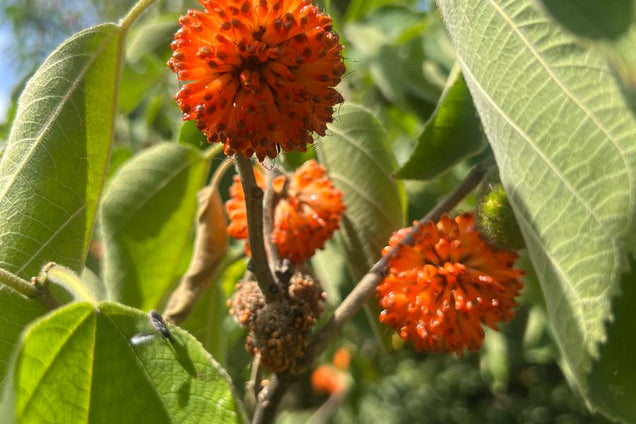 Broussonetia papyrifera bloem