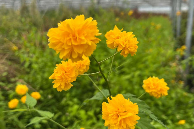 Kerria japonica 'Pleniflora' bloem