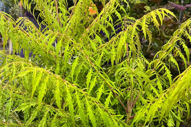 Koelreuteria paniculata 'Coral Sun' bladeren