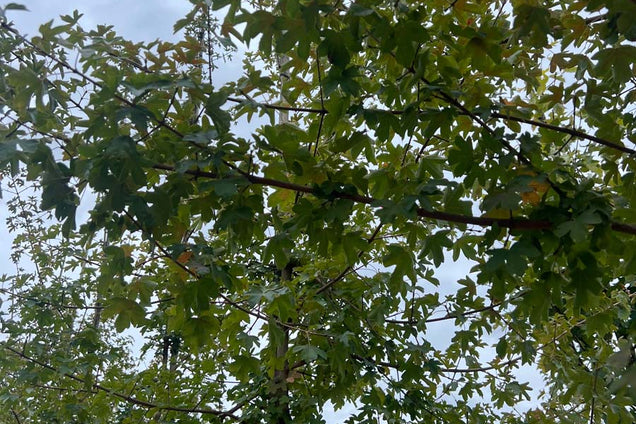 Acer campestre 'Evenley Red' kroon