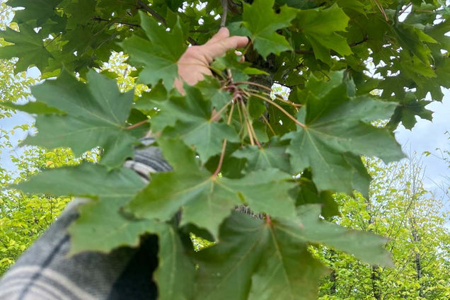 Acer platanoides 'Fairview' blad