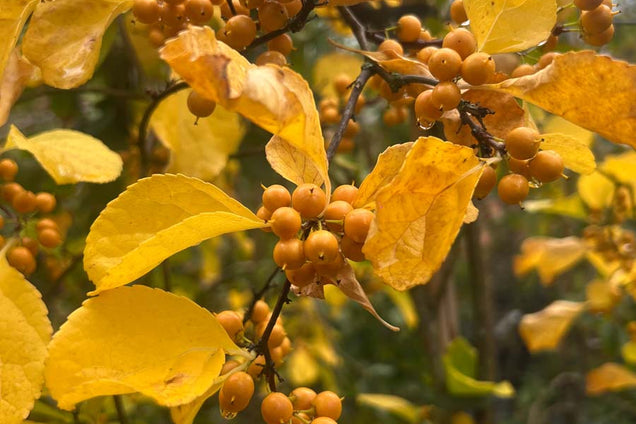 Celastrus orbiculatus vrucht