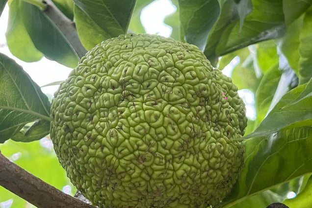 Maclura pomifera vrucht