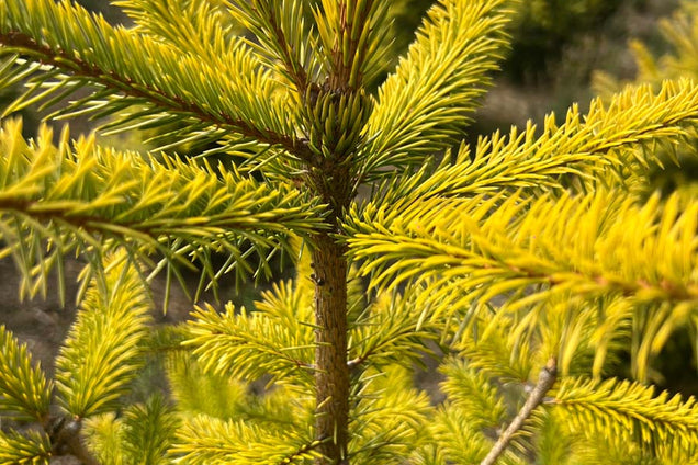 Picea sitchensis 'Aurea' naald