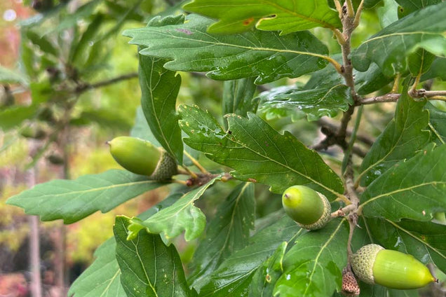 Quercus turneri vrucht