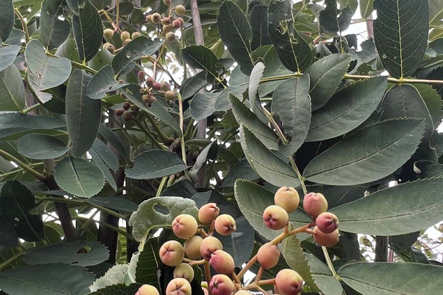 Sorbus hupehensis vrucht