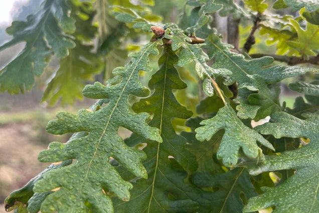 Quercus frainetto blad