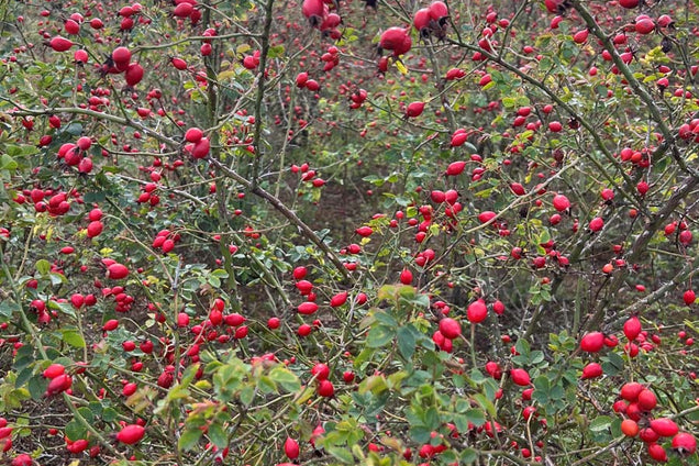 Rosa canina (o) vrucht