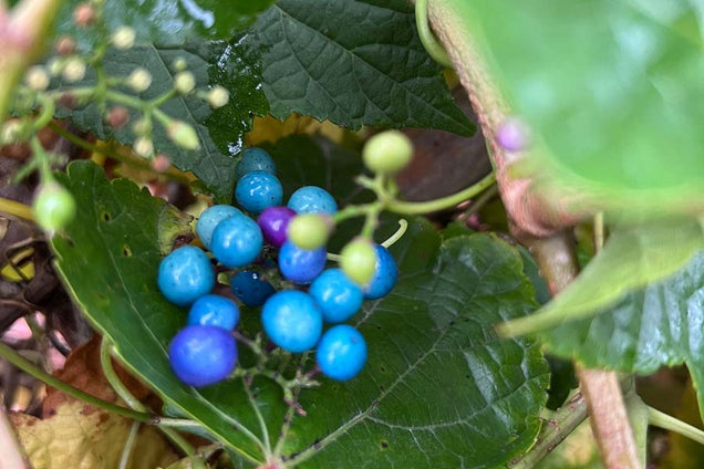 Ampelopsis delavayana vrucht