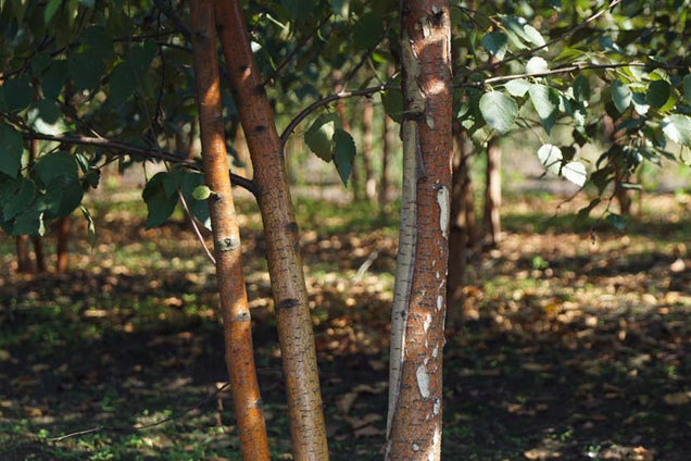 Betula pubescens stam