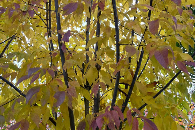Fraxinus americana microcarpa herfstkleur