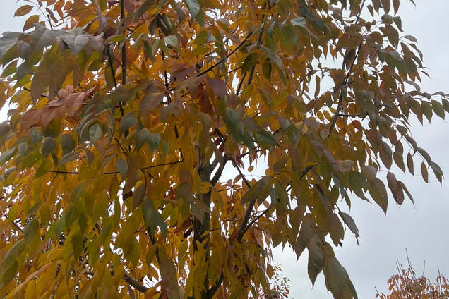 Fraxinus americana 'Skyline' herfstkleur