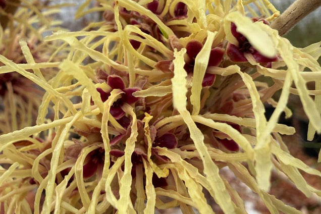 Hamamelis intermedia 'Aurora' bloem