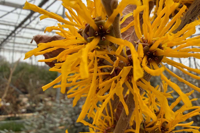 Hamamelis intermedia 'Cyrille' bloem