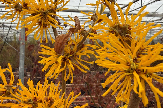 Hamamelis intermedia 'Evi' bloem