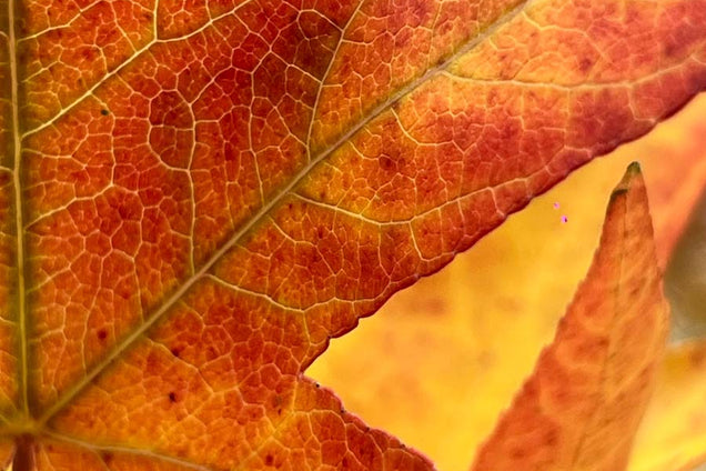 Liquidambar styraciflua 'Worplesdon' herfstkleur