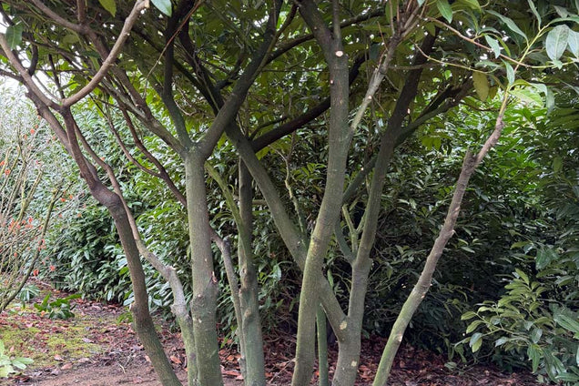 Prunus laurocerasus 'Schipkaensis' meerstam