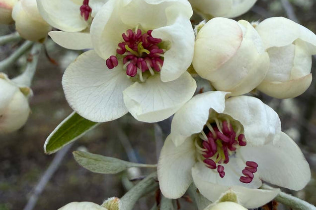 Pyrus communis 'Jut' bloem