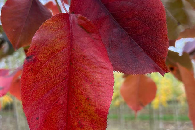 Pyrus sinkiangensis herfstkleur