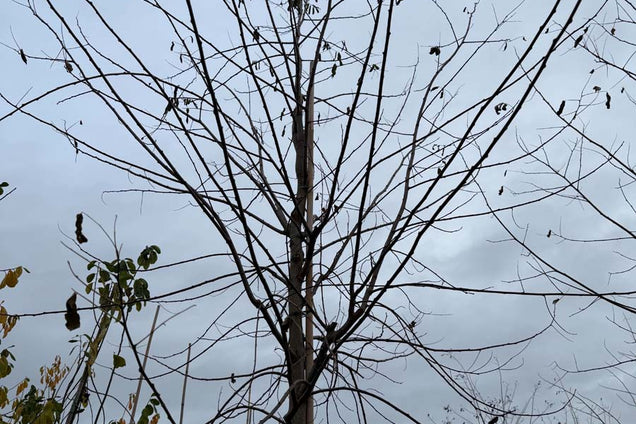 Robinia pseudoacacia 'Sandraudiga' stam