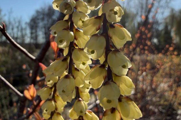 Stachyurus chinensis 'Joy Forever' bloem