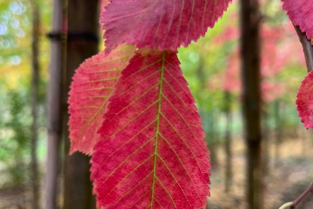 Ulmus 'Frontier' blad