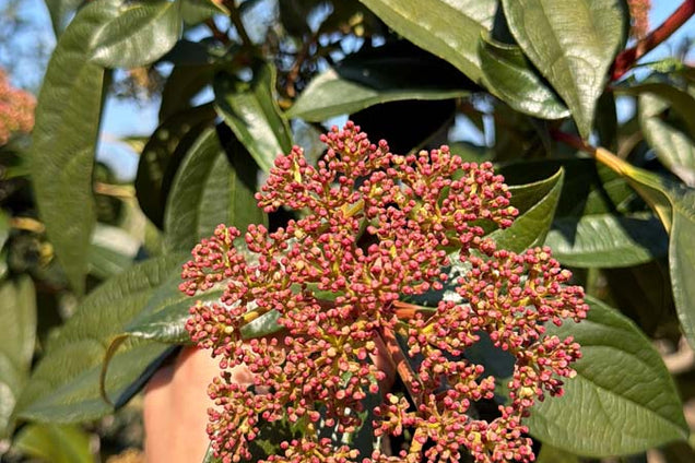 Viburnum cinnamomifolium bloem