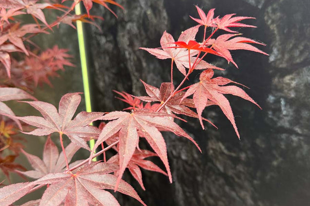 Acer palmatum 'Bloodgood' blad