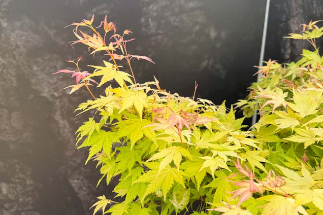 Acer palmatum 'Orange Dream' bladeren