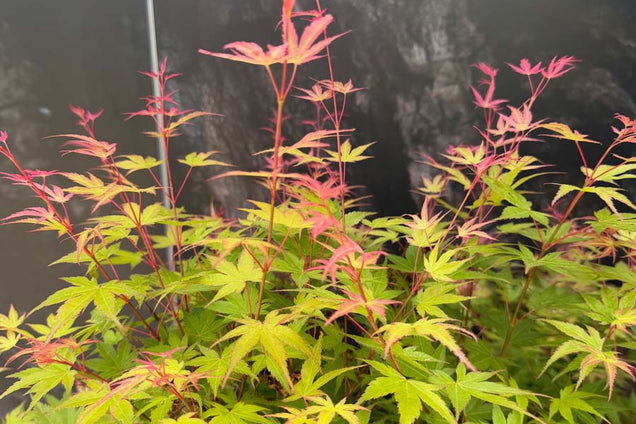 Acer palmatum 'Phoenix' bladeren