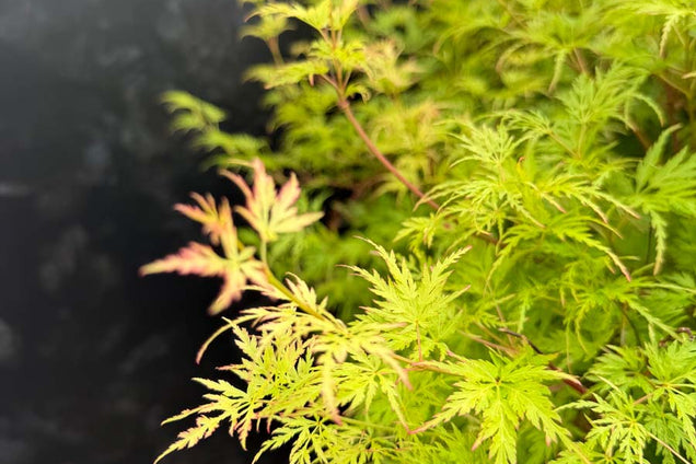 Acer palmatum 'Seiryu' bladeren