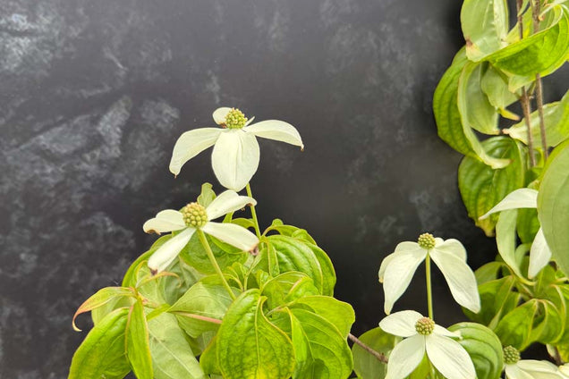 Cornus kousa 'Couronne' bloem