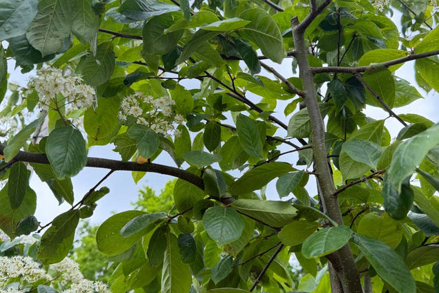 Photinia beauverdiana notabilis bladeren