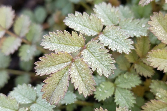 Acaena buchananii blad
