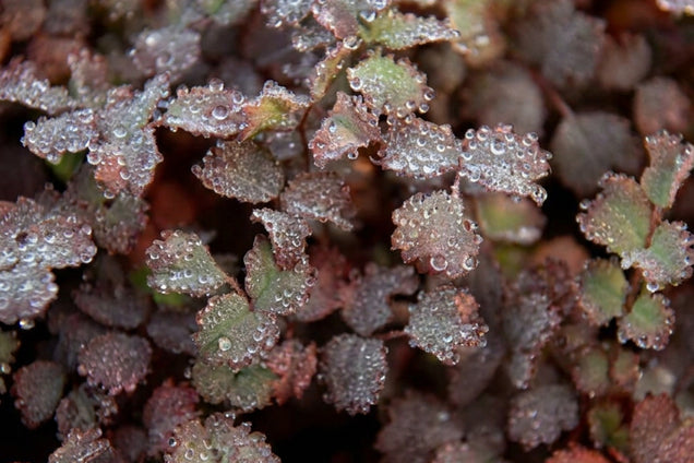 Acaena inermis 'Purpurea' bladeren