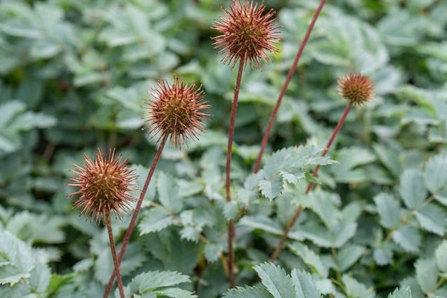 Acaena magellanica bloem