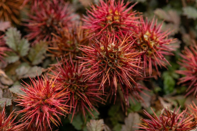 Acaena microphylla 'Dichte Matte' bloem