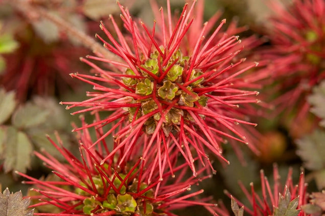 Acaena microphylla 'Kupferteppich' bloem