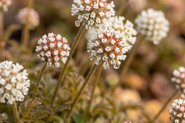 Acaena microphylla bloem