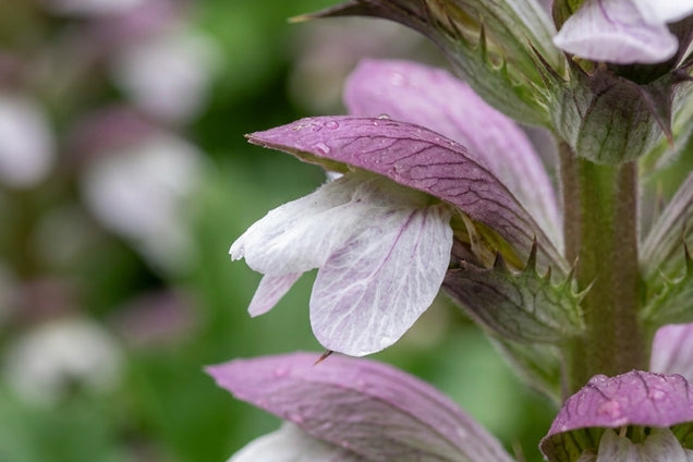 Acanthus 'Summer Beauty' bloem