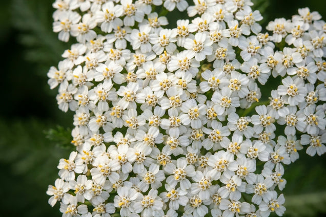 Achillea filipendulina 'Heinrich Vogeler' bloem