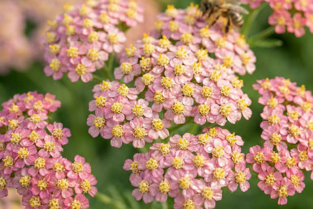 Achillea millefolium 'Heidi' bloem