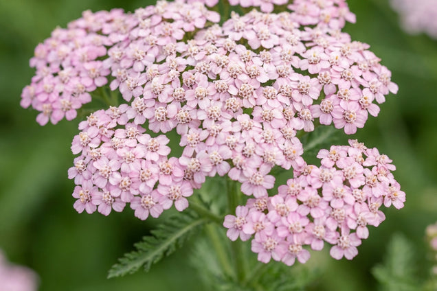 Achillea millefolium 'Lilac Beauty' bloem