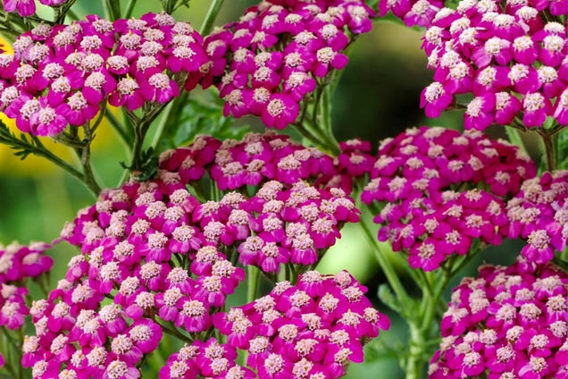 Achillea millefolium 'Summerwine' bloesem