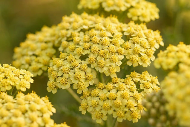 Achillea millefolium 'Sunny Seduction' bloem