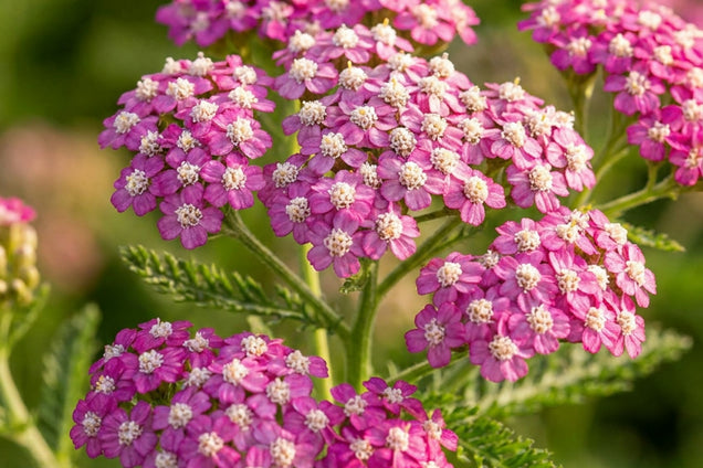 Achillea 'Velour' bloem