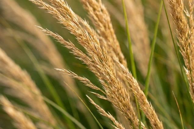 Achnatherum calamagrostis bloem