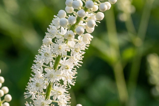 Actaea acerina bloem