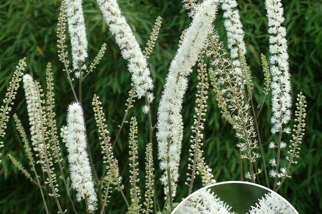 Actaea simplex 'Prichard's Giant' bloem