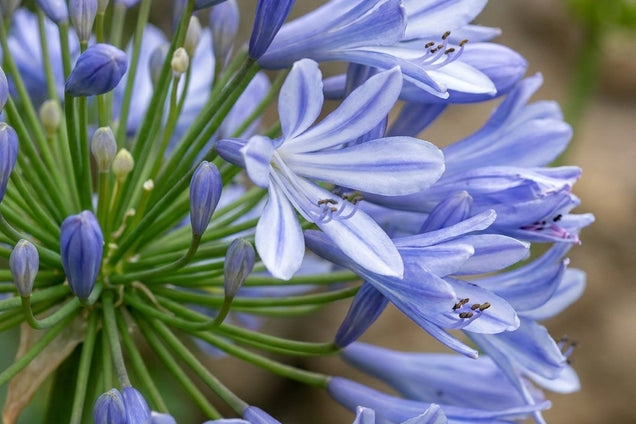 Agapanthus 'Blue Umbrella' bloem